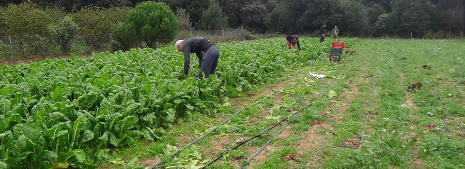 Universidad de Pamplona