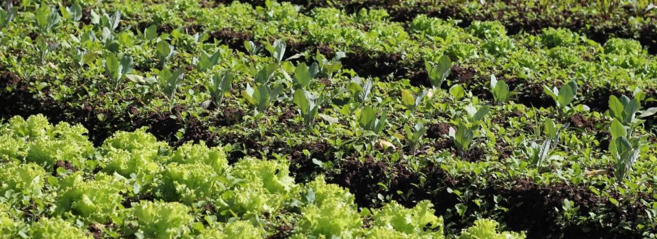 Universidad de Pamplona