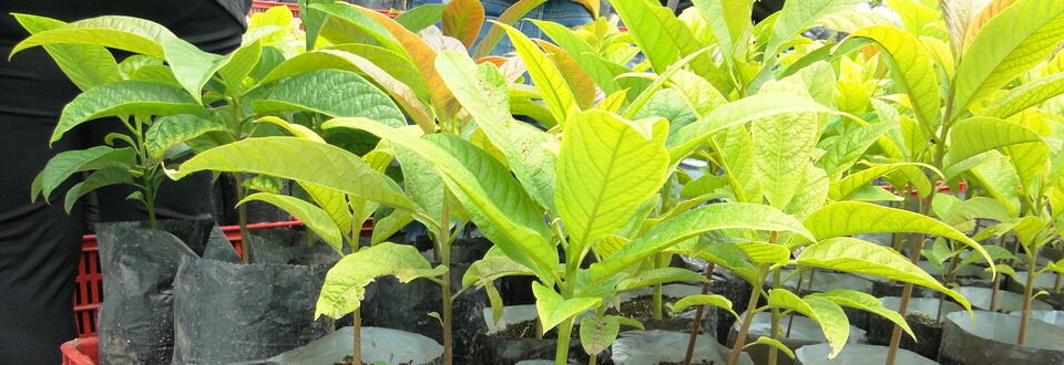 Universidad de Pamplona