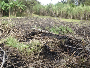 Quema en montículos