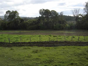 Lote proveniente de pradera