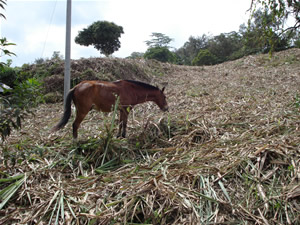 Lote con socas y mulas acabando las socas