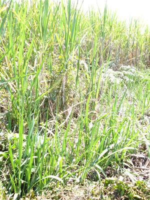 Socas perdidas por el mal manejo