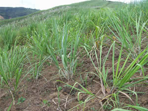 Sembrado con cogollo en mateado sin surcos