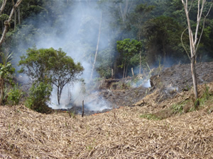 Quema generalizada en soca