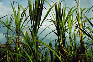 Deficiencias de potasio