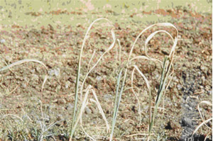 Deficiencia de calcio