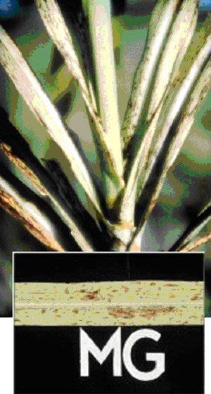 Deficiencia de magnesio