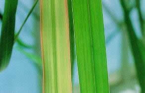 Deficiencia de azufre