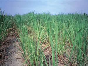 Deficiencias de Nitrógeno