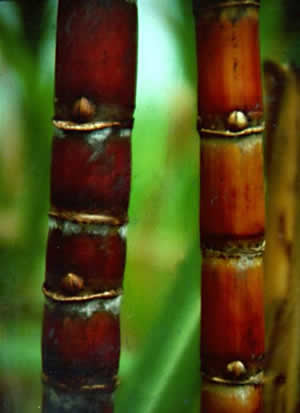 Deficiencias de fósforo