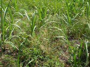 Caña en atrazo por enmalezamiento