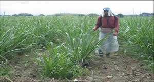 Control de malezas antes de la 2da fertilización