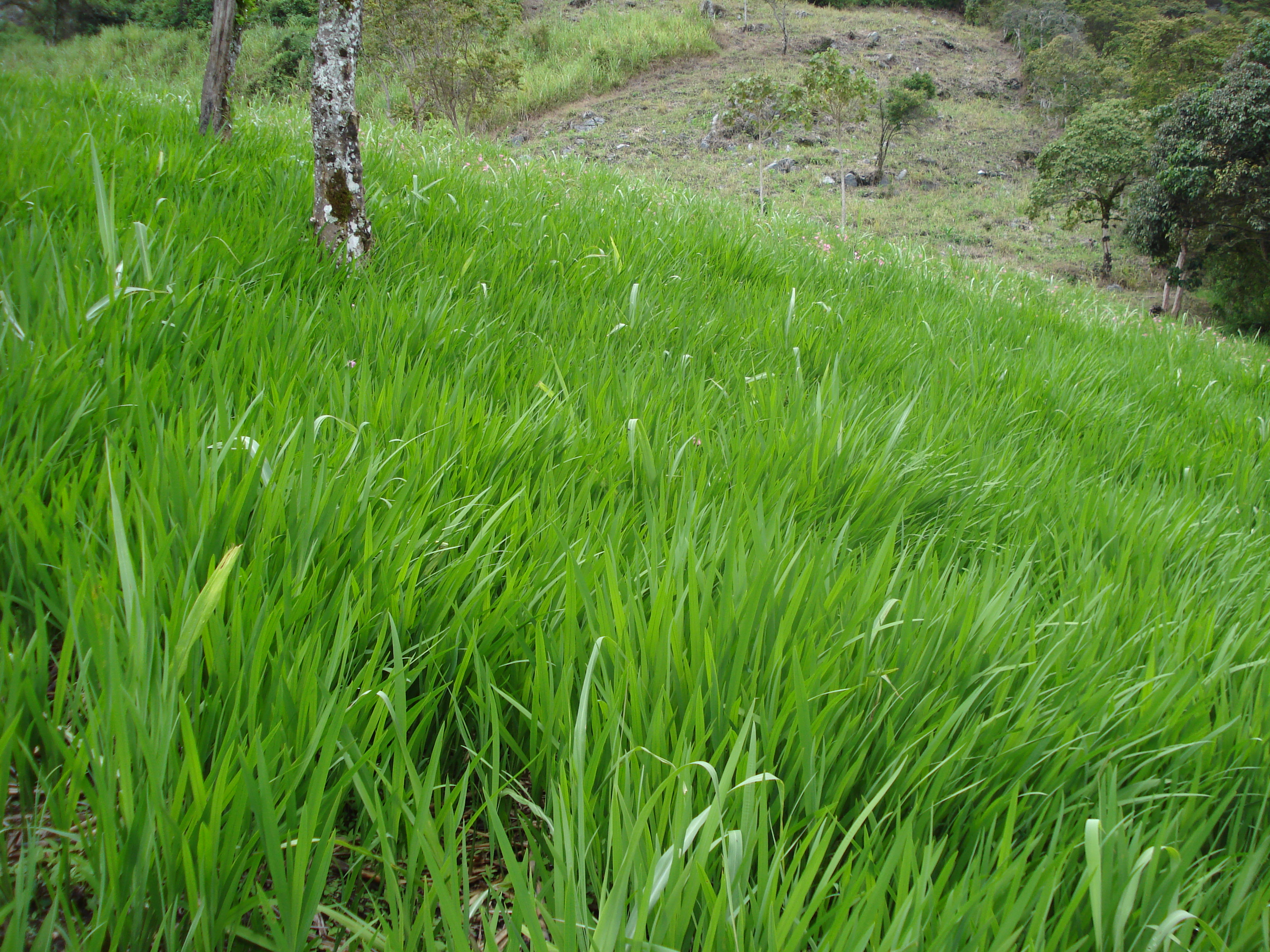 Terreno con alta pendiente