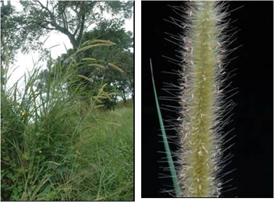 Pennisetum purpureum Schum.