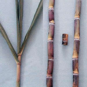 Hojas, tallo y yemas de la variedad Variedad Co 419