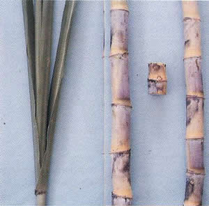 Hojas, tallo y yemas de la variedad Variedad CP 57-603