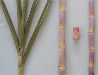 Hojas, tallo y yemas de la variedad PR 61-632