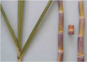 Hojas, tallo y yemas de la variedad PR 1141