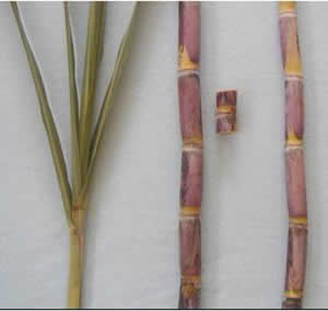 Hojas, tallo y yemas de la variedad CC 84 - 75