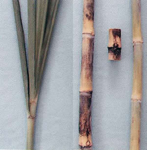 Hojas, tallo y yemas de la variedad CC 86 - 45