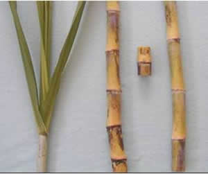 Hojas, tallo y yemas de la variedad CC 85 - 92