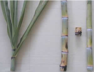 Hojas, tallo y yemas de la variedad POJ 2878