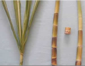 Hojas, tallo y yemas de la variedad POJ 2714